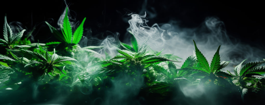 Gelato 33 : Une Fusion Gourmande d'Équilibre et de Créativité Cannabis