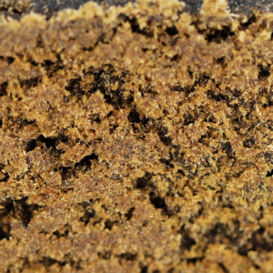 Macro produit Black Afghan