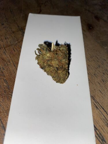 Cheese - 25% THCX photo review