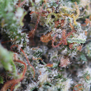 Critical – CBD-bloem van Spliff, close-up