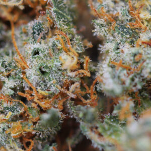 Lemon Skunk – CBD-bloem van Spliff, close-up