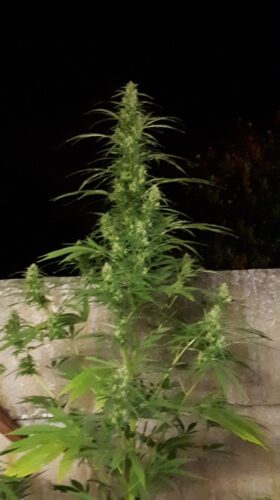 Super Lemon Haze - 30% THCX photo review