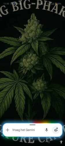 Kashmir Hash - 60% THCX photo review