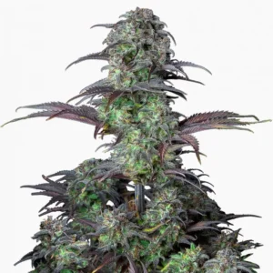 Blueberry Spliff cannabiszaden