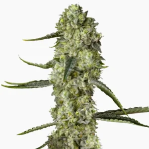 Bruce Banner Auto