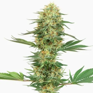 Cannabiszaden Gelato Spliff