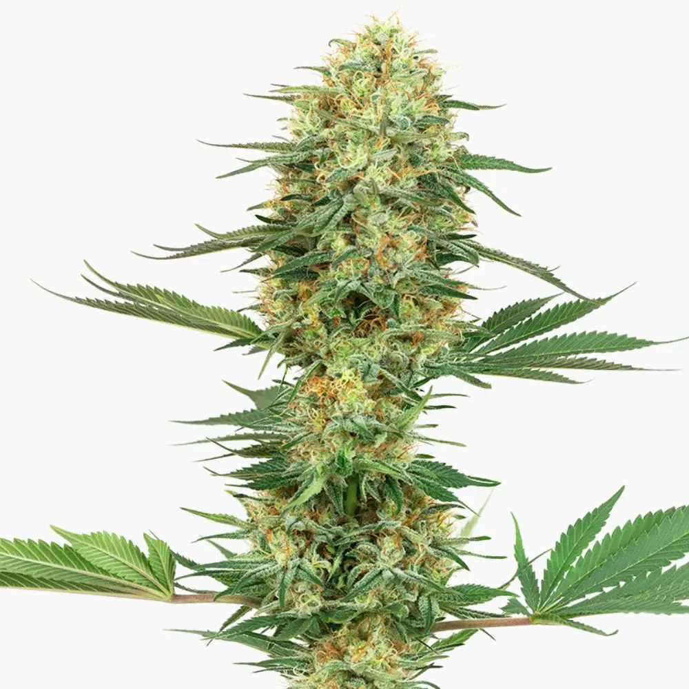 Cannabiszaden Gelato Spliff