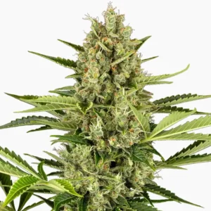 Jack Herer Spliff cannabiszaden