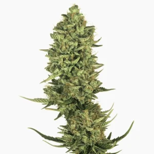 Cannabiszaad Lemon Kush Spliff