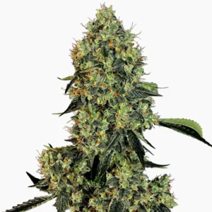 Cannabiszaden OG KUSH Spliff