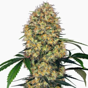 Graine cannabis amnesia Spliff thc