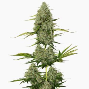 Cannabiszaad Critical Spliff