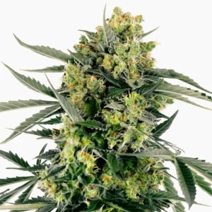 Cannabiszaden mobydick