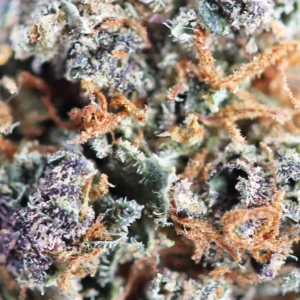 Mind Fucker – THCX-bloem van Spliff, close-up