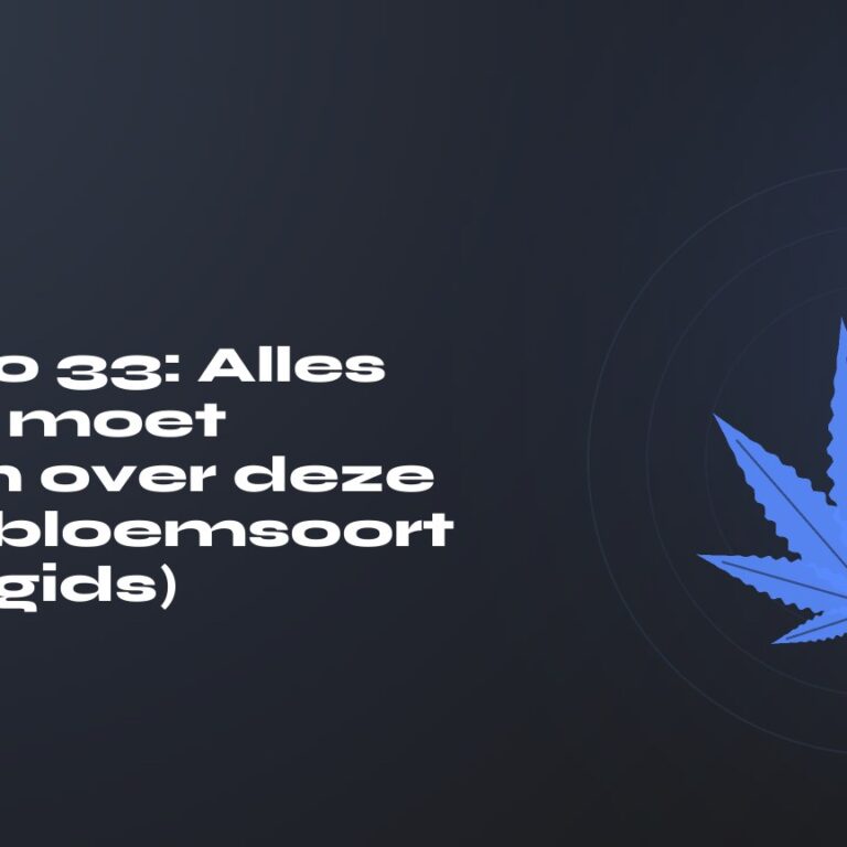 Gelato 33: Alles wat u moet weten over deze CBD-bloemsoort (koopgids) — titel op donkere achtergrond, gestileerd hennepblad
