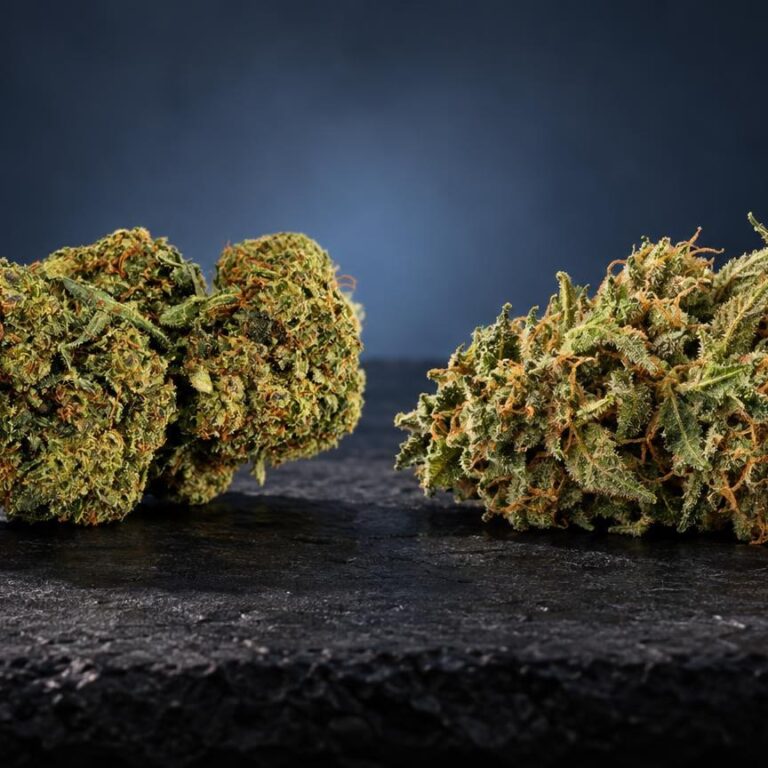 Sativa vs indica: bloem Sour Diesel in beeld gebracht