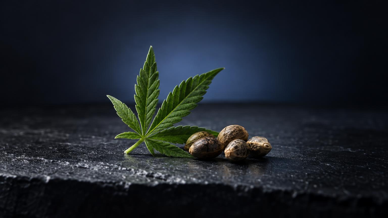 Cannabisblad met drie bruine zaden op donkergrijs oppervlak, introductie tot wietolie kopen