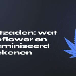 Wietzaden: wat autoflower en gefeminiseerd betekenen — titel op donkere achtergrond, gestileerd hennepblad