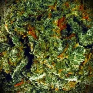 Klantbeoordeling Amnesia met foto - Spliff