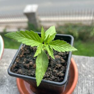 Klantbeoordeling Gelato Auto met foto - Spliff