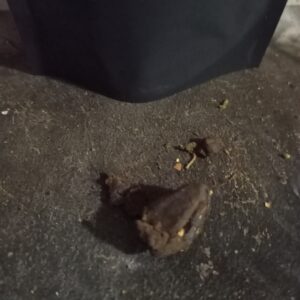 Klantbeoordeling Kashmir Hash met foto - Spliff