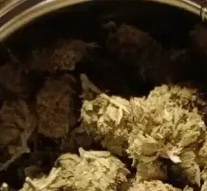 Klantbeoordeling Minibud Premium Superskunk met foto - Spliff