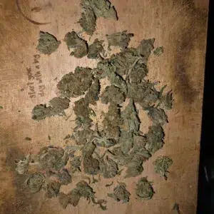 Klantbeoordeling Minibud Premium met foto - Spliff
