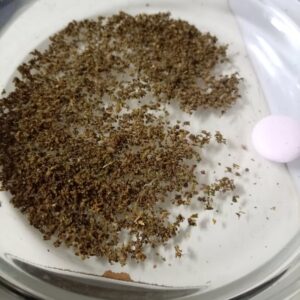 Klantbeoordeling Voorgerolde THCX joint - Royal Hash met foto - Spliff