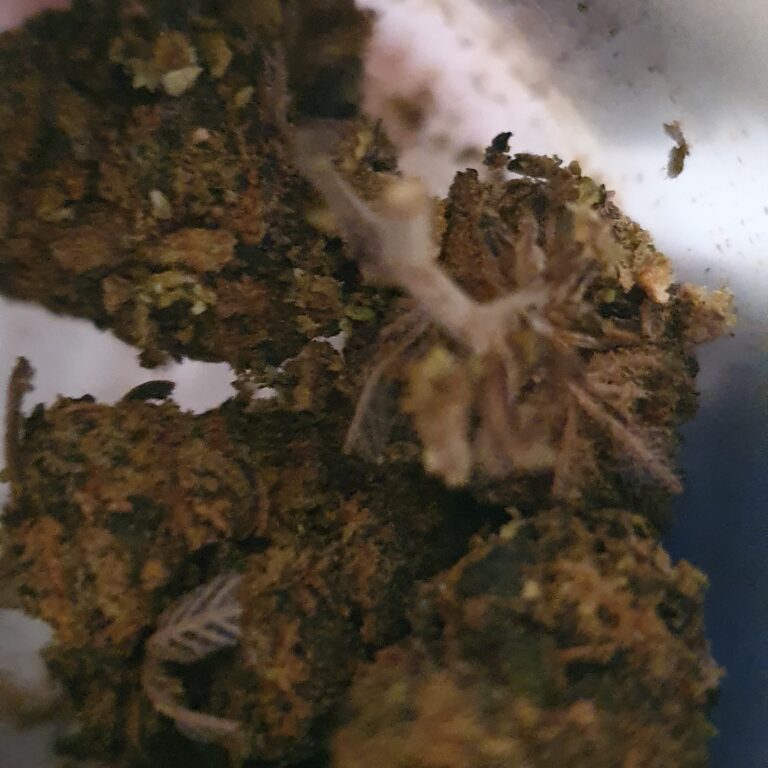 Click to view full screen Klantbeoordeling Sour Diesel met foto - Spliff